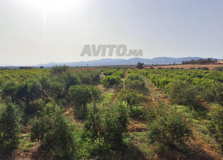 terrain agricole à la ville de Berkane bouchaqor