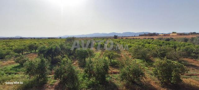 terrain agricole à la ville de Berkane bouchaqor