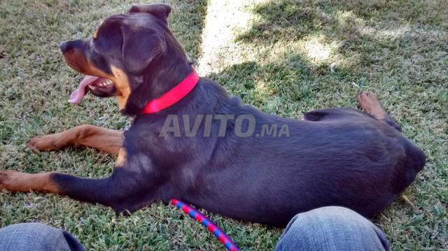 laisse et collier pour grand chien