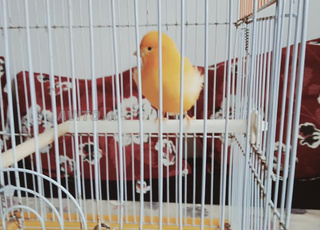 انثى كناري أورونج