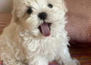 bichon tout mignon 