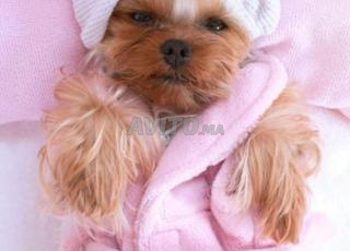 toilettage professionnel pour vos animaux 