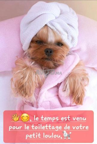 toilettage professionnel pour vos animaux 