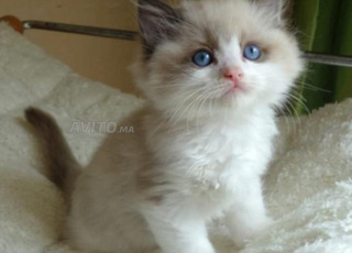 lousi femelle disponible 