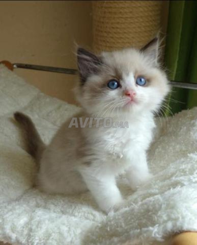 lousi femelle disponible 