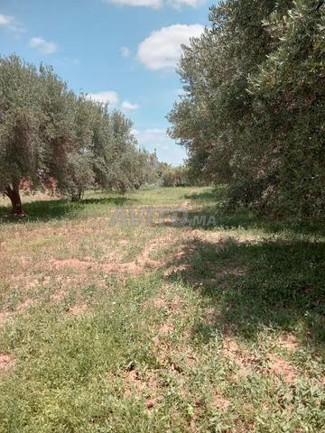 Vente Terrain de 1200 m² à Marrakech, Route fés