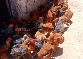 دجاج كروازي بلدي (فروج)