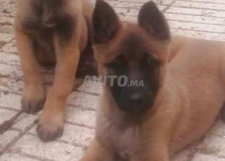 femelle malinois 
