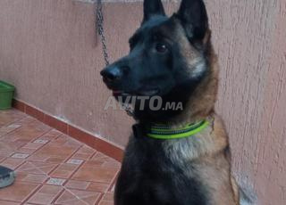 malinois a vendre