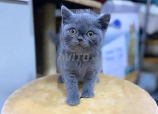 قط بريطاني قصير الشعر ذكر وأنثى