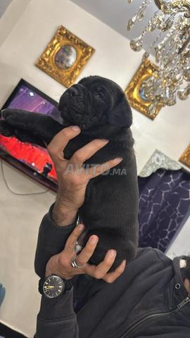 Femelle de 2mois cane corso pure race