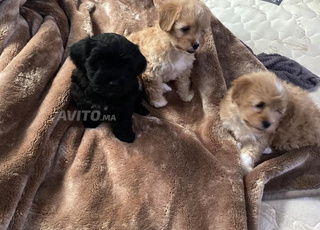 bichon maltais 3ndhom 2 mois 