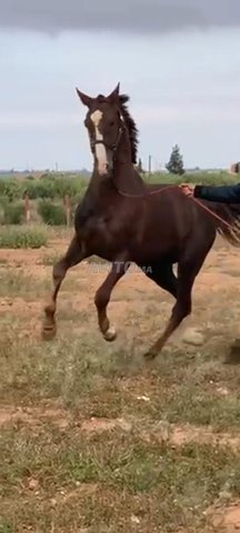 cheval pur sang arabe 