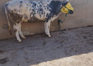 بيع اللحوم بالجملة