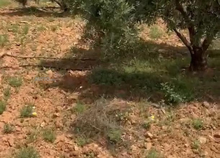 Ferme à vendre à Guercif