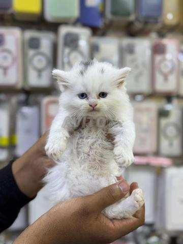 femelle shirazi blanche 