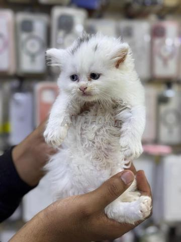 femelle shirazi blanche  - 2