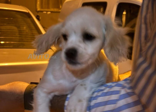 Adorable chiot femelle Cocker Spaniel – 25 jours