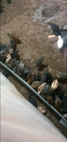 متوفر  فلوس خليط السلالات العمر 30 يوم تمن 13 درهم  