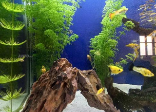 aquarium molly guppy 