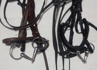bridons du cheval 