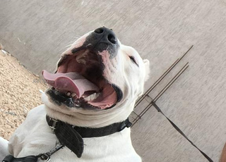 dog argentin ras pur