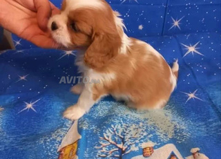 male et femelle cavalier king Charles