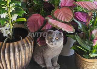 Magnifique chat scottish fold