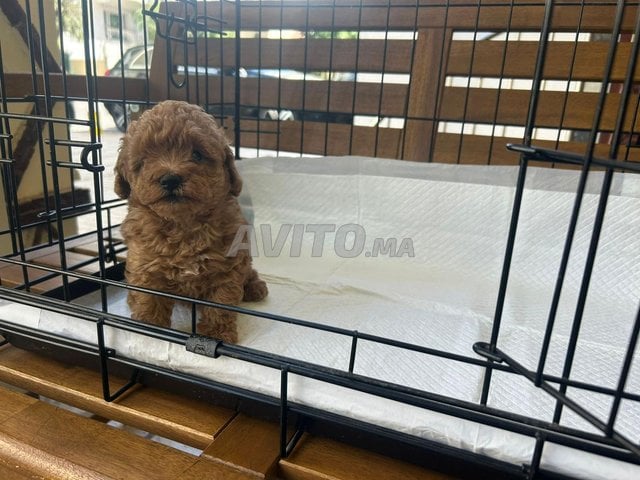 Adorables chiots Poodle nain mâle et femelle