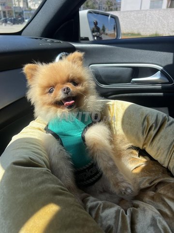 Femelle SPITZ NAIN Allemand Pedi#gree