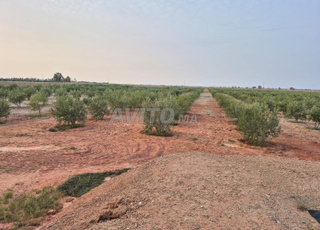 Ferme d'olivier à ait imour