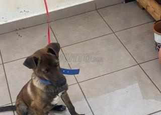 malinois charboné a vendre