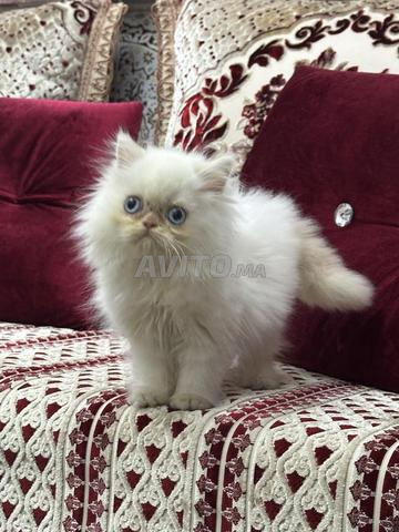 Persan chinchilla race pure  - 2