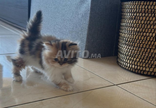 Chaton persan 