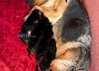 berger allemand pedigree