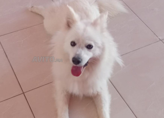 vente de spitz japonais