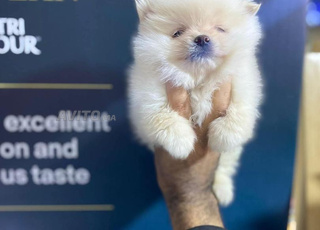 male spitz Pomeranian