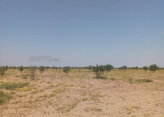 Terrain agricole à vendre أرض فلاحية محفظة للبيع