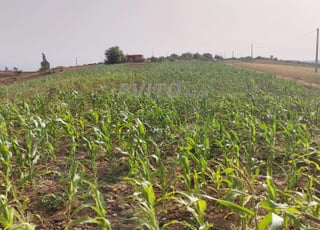 Ter titre 15000m2 kamouni