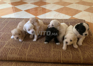 caniche bichon maltais 