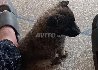 صغير مالينوا شاربوني