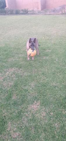 chien race malinois