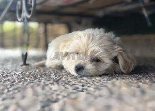 Chiots Bichon Maltais a vendre