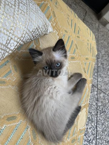 cat siamo need family