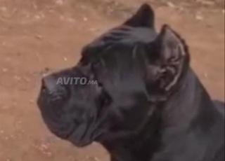 CHIOTS CANE CORSO PEDIGRÉES 
