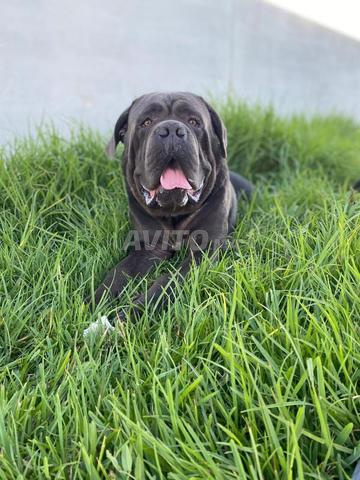 cane corso