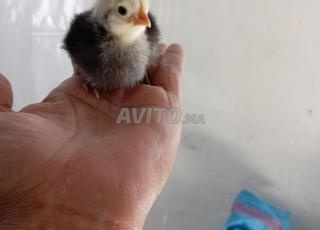 كتاكيت الكروازي 