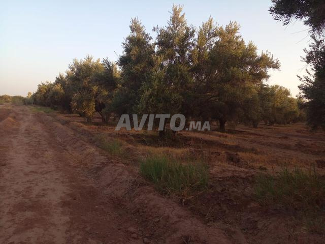 🌿 Terrain agricole à vendre  - 2