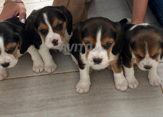 chiots beagle 