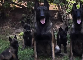 malinois charbonnier